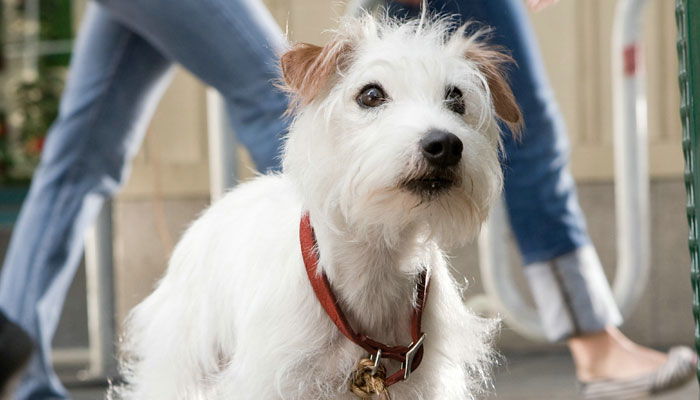 Hotel for Dogs Movie